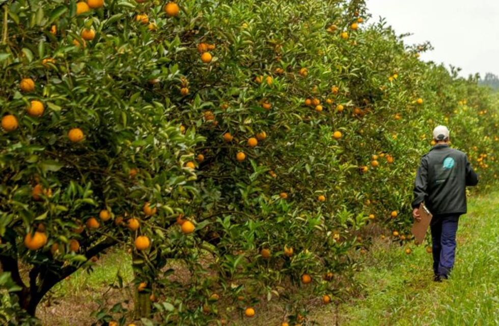 Citricultores entrerrianos apoyan el acuerdo Mercosur-UE pero piden leer "la letra chica"