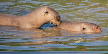 Coco y Alondra la pareja de Nutrias Gigantes en los Esteros del Iberá\u002E