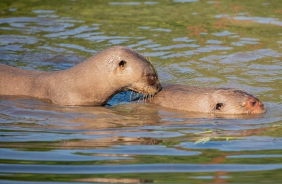 Pareja de nutria gigante se consolida en los Esteros del Iberá