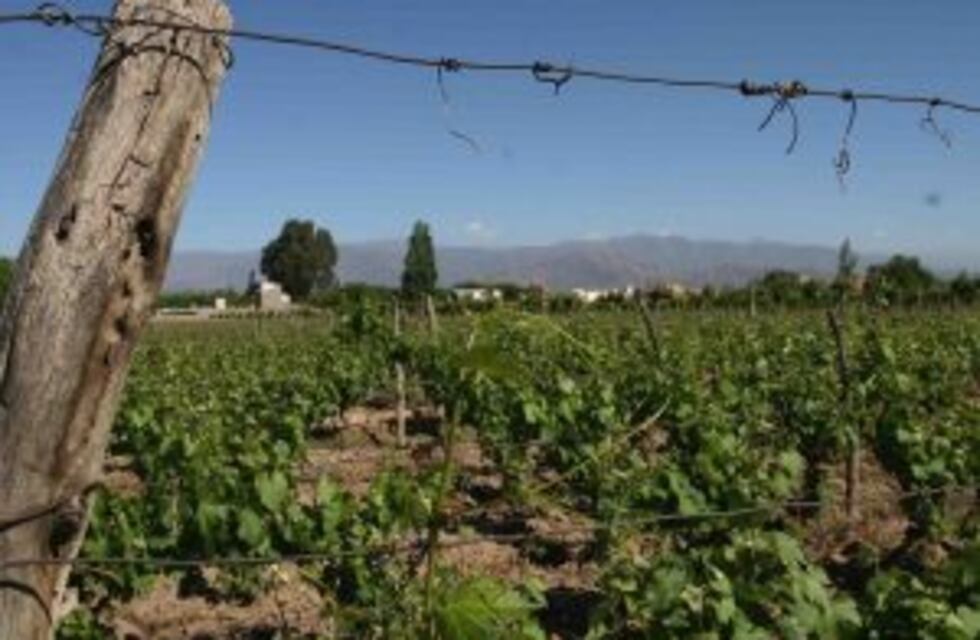 El sur encabeza los registros de viñedos dados de baja
