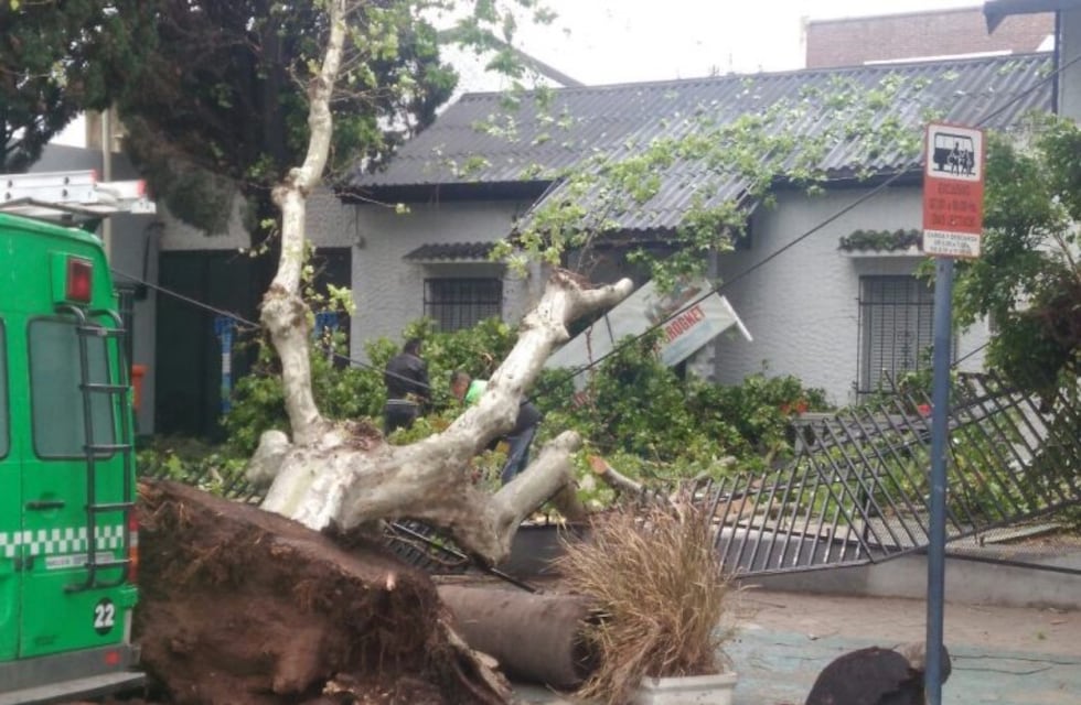 Un árbol cayó sobre el ingreso de un colegio de zona norte, que quedó destrozado.