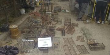 Secuestran más de 50 aves silvestres