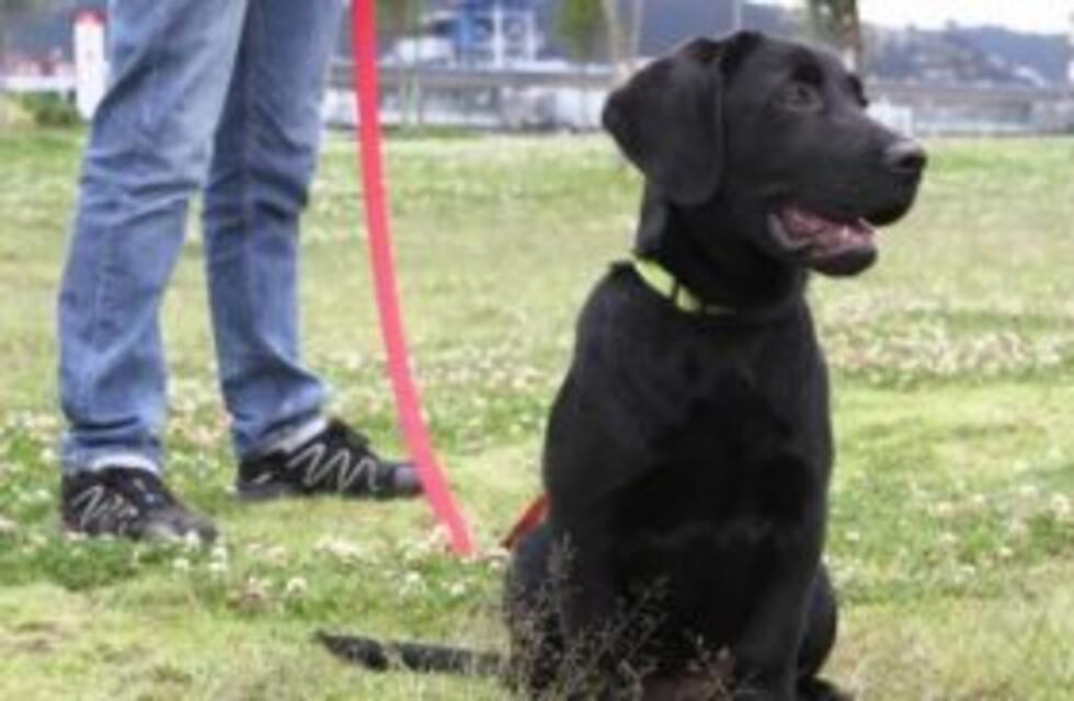 Uruguay implantará el registro de perros a través de chips durante 2017