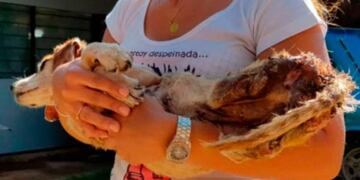 Mia, la perrita discapacitada y maltratada fue encontrada muerta por la Fundación Discas\u002E