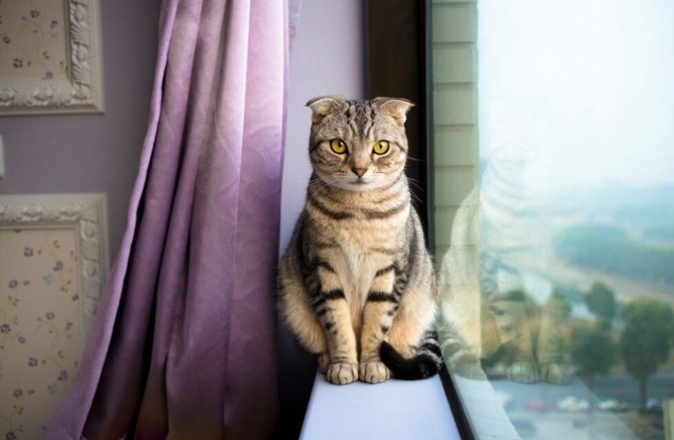 La primera edición en español de "El tigre de la casa"