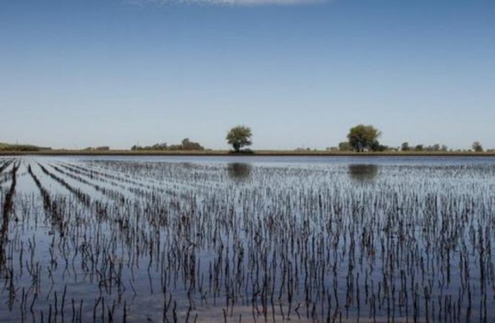 Peligro en la ganadería y agricultura por las inundaciones en Buenos Aires y La Pampa