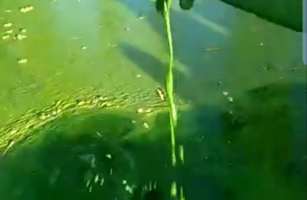 "Es como la sopita de la abuela", dice un pescador mostrando el agua verde del dique San Roque