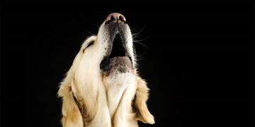 Perros aullando en la noche de Orán (web)