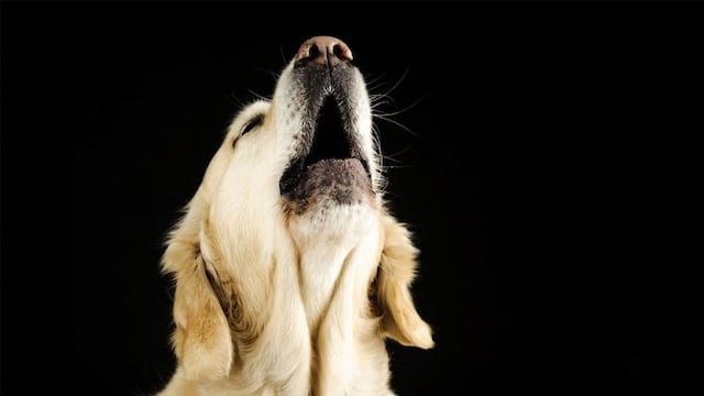 Perros aullando en la noche de Orán (web)