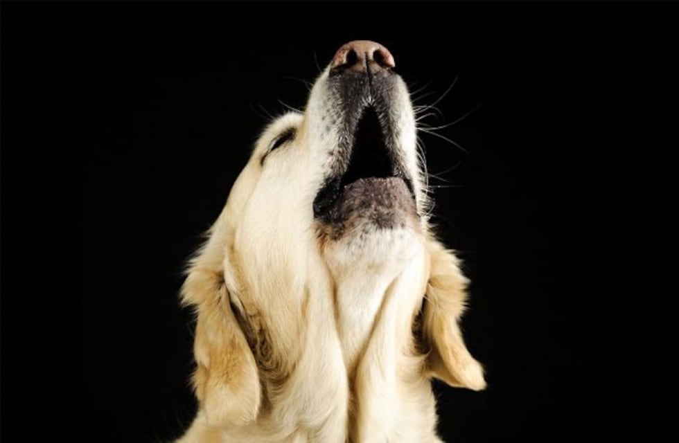 Qué significa el aullido de los perros y por qué lo hacen