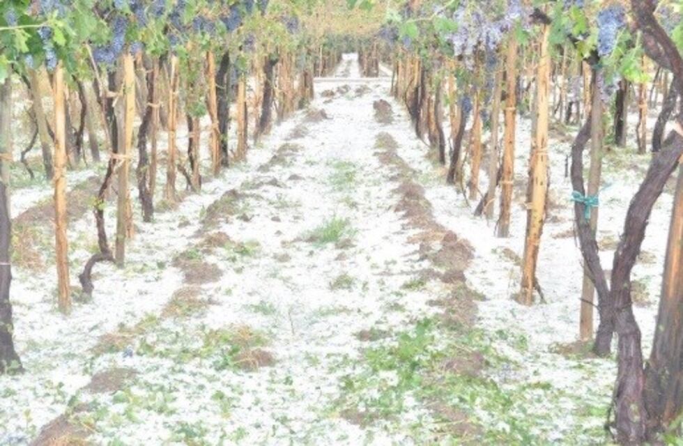 Extendieron el plazo para retirar los cheques del Fondo Solidario Agrícola