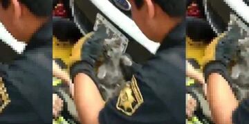 La mascota salió sana y salva con la ayuda de un montacargas\u002E (@minsegsf)