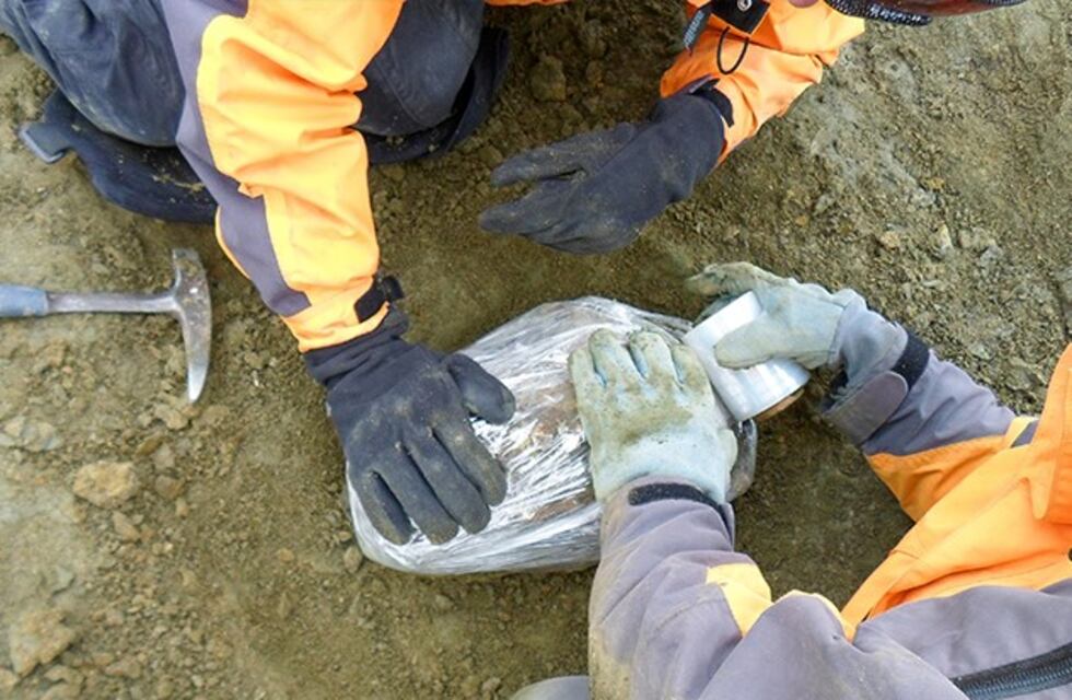 El Museo de La Plata invita a los niños a pensar el nombre de un animal prehistórico