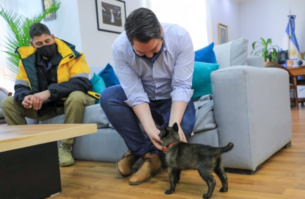 La primera división de perros de rescate ya está en funcionamiento