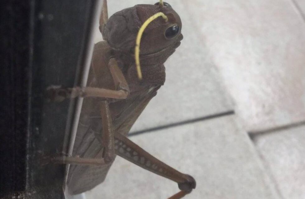 Sorpresa por una invasión de langostas gigantes en Rosario