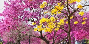 Los lapachos, una de las especies que más embellecen al arbolado público (Prensa Municipalidad de Rafaela)