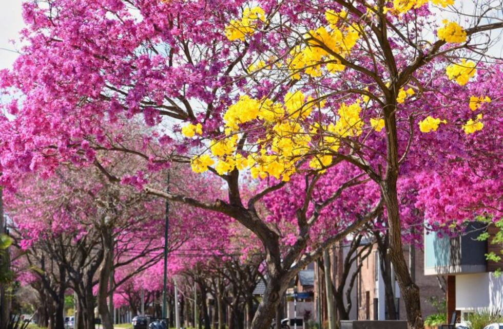 Avanza el programa que busca que haya un árbol por cada habitante rafaelino