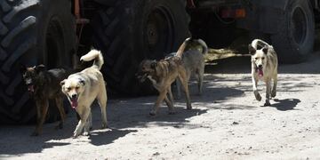 Las Varillas: sólo sancionarán el abandono de perros