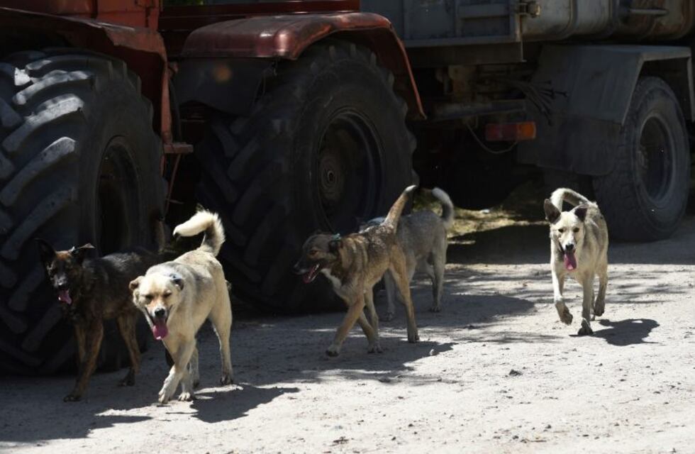 Denuncian masivo envenenamiento de perros en 28 de Noviembre