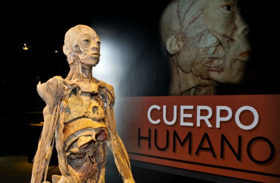 La exposición Cuerpo Humano se podrá ver desde este jueves en Córdoba
