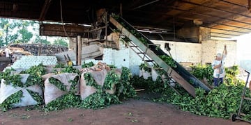 Establecimiento yerbatero Imagen ilustrativa