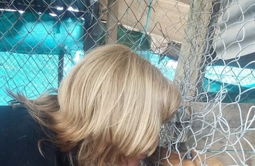 Refugio para perros fue destruído por la lluvia y piden ayuda