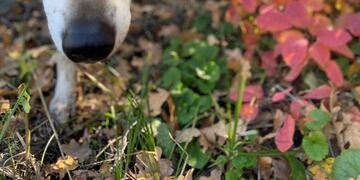 Sieri es un lobo que fue adoptado por un hombre y vive en su casa\u002E