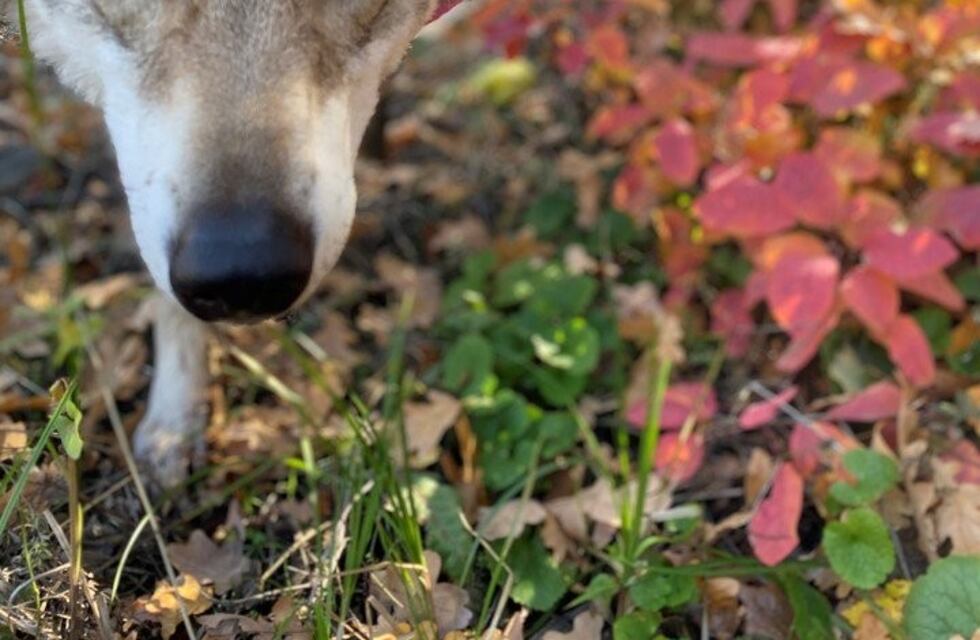 Adoptó a un lobo para hacer un experimento y ahora no puede separarse de él