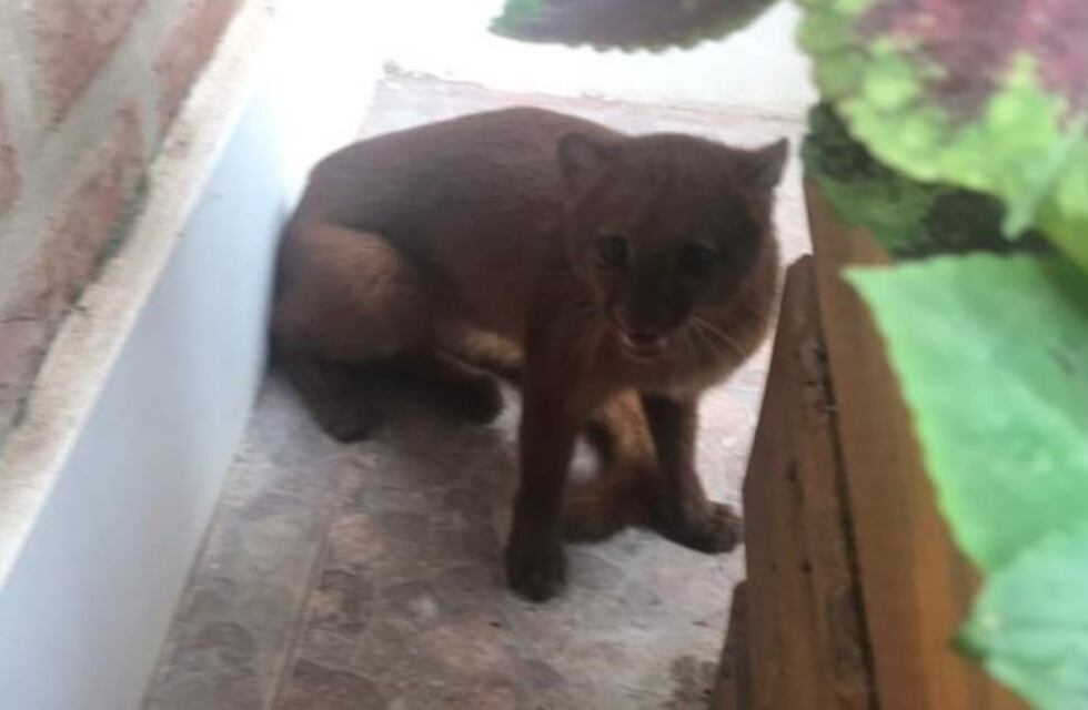 La Paz: apareció un puma Yaguarundi en el patio de una vivienda
