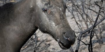 Piden ayuda para salvar a los animales quemados en el Valle de Uco