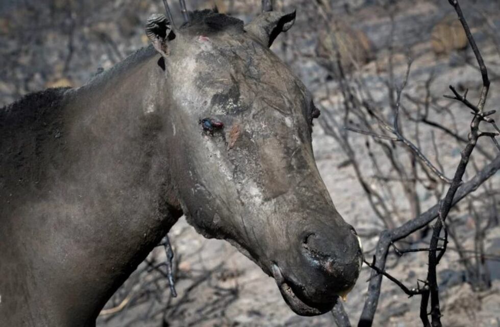 Piden ayuda para salvar a los animales quemados en el Valle de Uco