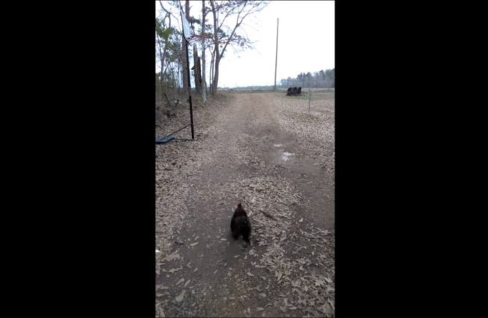 El adorable gallo que corre para recibir a su dueña