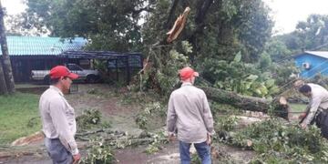 Trabajadores municipales de Candelaria cortan árboles caídos sobre los cables eléctricos\u002E (Foto: María Rosa Fernández)\u002E