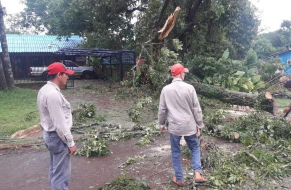 Contabilizaron al menos 400 árboles caídos en Resistencia tras la tormenta
