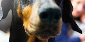 Perro atacó a su dueño