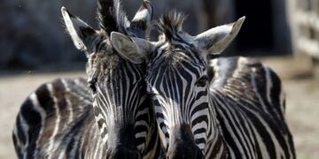 (AP Photo/Ng Han Guan)