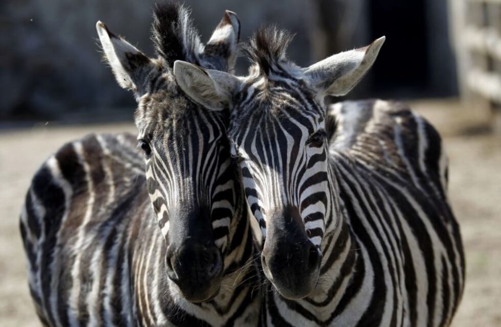 ¿Cuántas cebras ves?: la nueva ilusión óptica viral