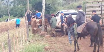Las dos novillas fueron devueltas a su dueño quien denuncia que la policía local encubre al ladrón.