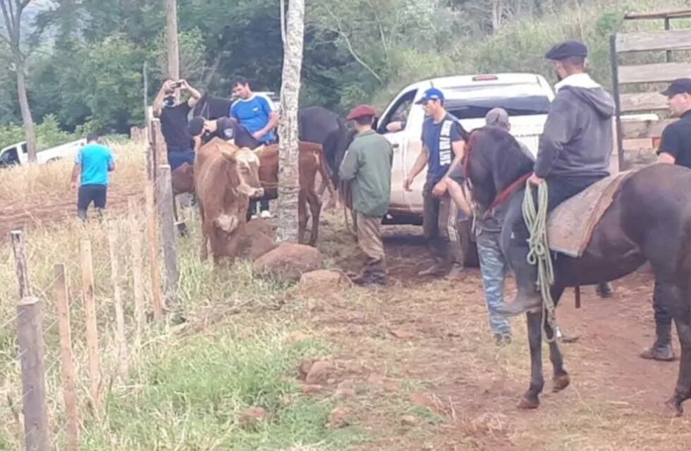 Alba Posse: ex policía implicado en el robo de dos vacas