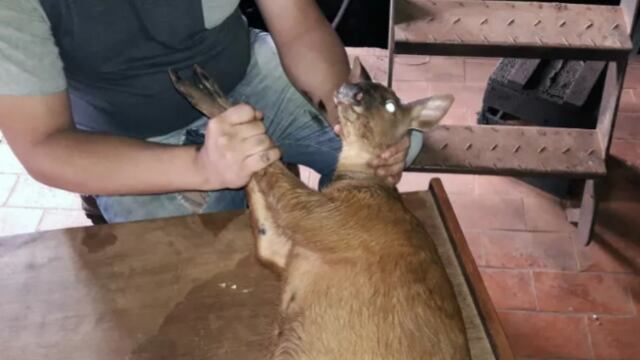 Se trata de un ejemplar hembra de Mazama Gouazoubira.