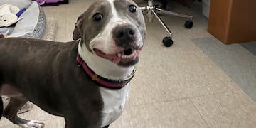 Kaine, un perro que aguarda ser adoptado, juega en la oficina donde lo han alojado porque las perreras de la Mohawk Hudson Humane Society están atestadas, 30 de noviembre de 2023 en Menands, Nueva York. Los refugios para animales en todo el país están atestados porque los dueños de las mascotas ya no pueden mantenerlas. (AP Photo/Michael Hill)