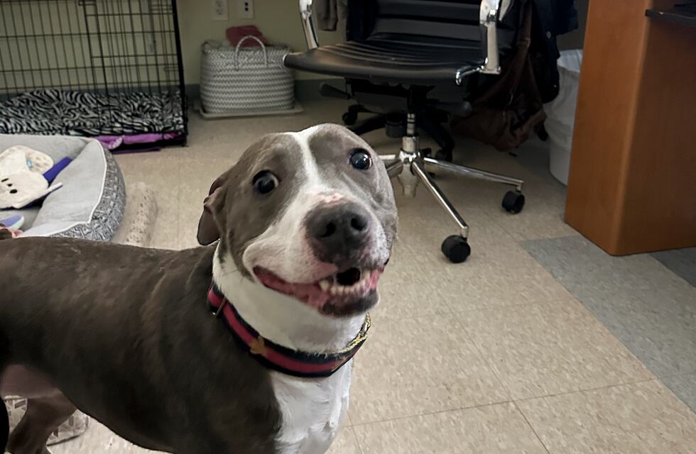 “Castraciones en tu barrio” será en el barrio 2 de Abril