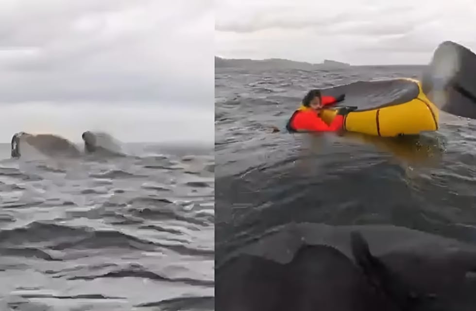 Un joven fue tragado por una ballena jorobada y luego lo escupió: impactante video