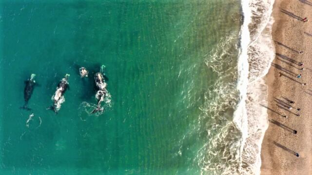 Varias ballenas sorprendieron a orillas de la playa El Doradillo, Puerto Madryn.