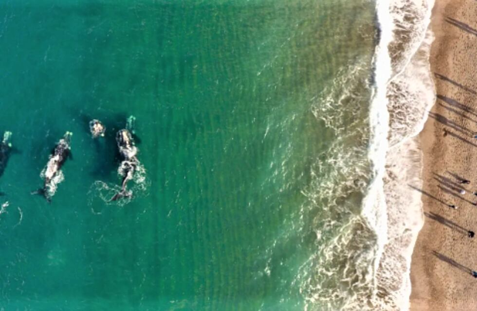 Dónde se pueden ver ballenas en Chubut: un espectáculo cada vez más cerca de la orilla