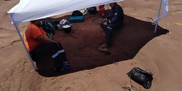 Los restos fósiles serán de un dinosaurio herbívoro.