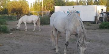 El robo de los animales de la fundación Tremo Kawell ocurrió este viernes por la madrugada.