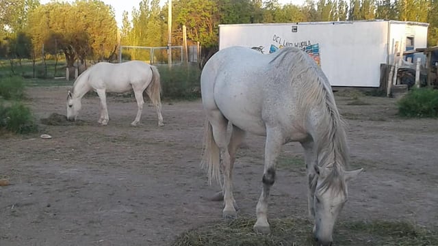 El robo de los animales de la fundación Tremo Kawell ocurrió este viernes por la madrugada.