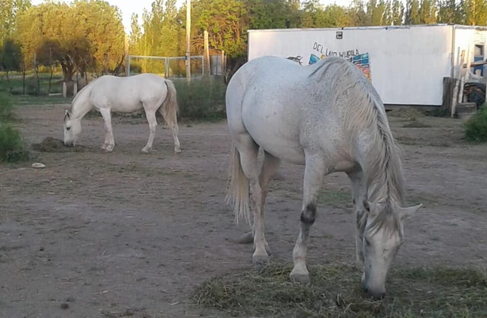 Sin escrúpulos: se robaron dos caballos con los que realizaban equinoterapia niños con discapacidad
