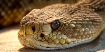 Un mendocino pide fotos de serpientes por Twitter y los usuarios se prendieron